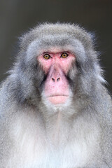 Obraz premium Japanese Macaque (Macaca Fuscata), close up shot