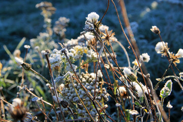 Fluffy white flowers covered with frost, closeup of dandelion seeds covered in frost