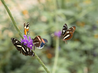 Mariposas en flores