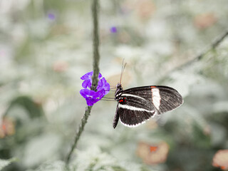 Mariposas en flores