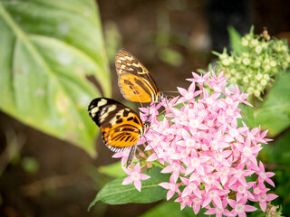 Mariposas en flores