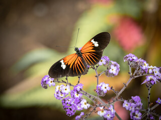 Mariposas en flores