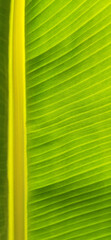 Fragment of green leaf of banana palm. Ecological background of exotic leaves, cose-up, copy space, vertical frame
