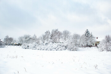 Zespół drzew w parku pokrytych śniegiem 