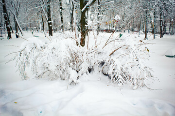Zaśnieżony krzew w zimowym parku - obrazy, fototapety, plakaty