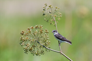 Tree swallow on a Giant Angelica