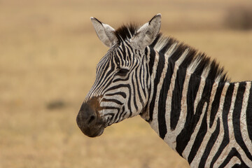 portrait of zebra