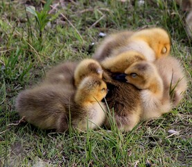 Gosling at the banks of Bow River at Calgary