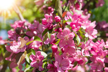 Branches of blooming apple tree macro with soft focus on natural green natural background in sunlight with copy space.	