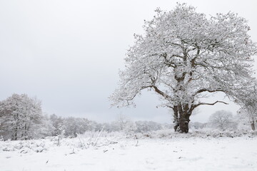 Fototapeta na wymiar Trees in England during the winter snowfall