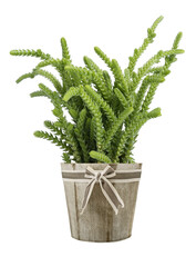 Crassula muscosa lycopodioides