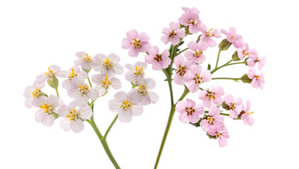 Pink and white yarrow
