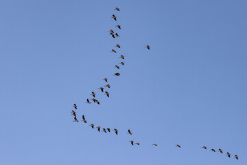 Flock of Straw-necked Ibis in flight