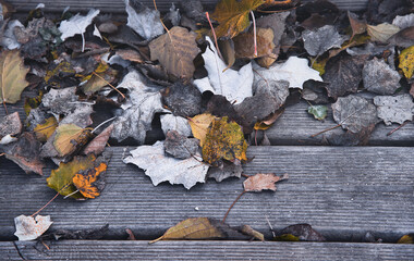 Colorful autumn background.