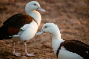 Radjah Shelduck