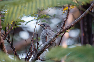 Baby Wattlebird