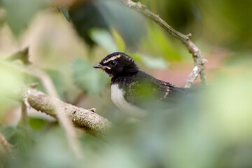 willie wagtail