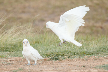 corella.