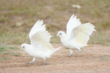 corella