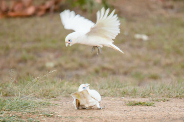 Corella