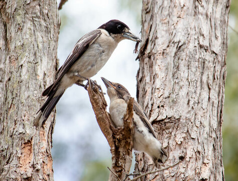 Butcher Bird Images Browse 1 133 Stock Photos Vectors and Video Butcher Bird Images Browse 1 133 Stock Photos Vectors and Video