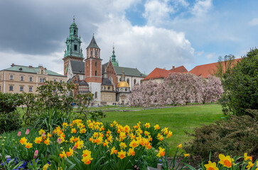 Wawel cathedral and castle with blooming daffodils, Krakow, Poland