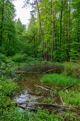 Pristine forestt lake in Konstancin Jeziorna, near Warsaw, Poland - 553321684