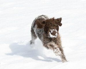 dog in snow, wirehaired pointing griffon