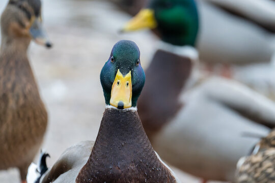 Male Mallard duck close up staring looking at camera face forward beak bill head neck. Comedic funny picture