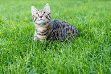 Naklejka na ściany i meble Young cat with tiger pattern fur on a green grass in a backyard. Adopted wild animal.