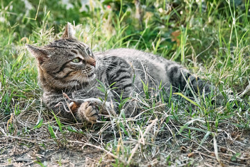 Obraz premium Cute tabby cat playing with the captured mouse. Gray striped cat hunting a mouse in green grass on a farm.