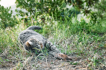 Cute tabby cat playing with the captured mouse. Gray striped cat hunting a mouse in green grass on a farm.