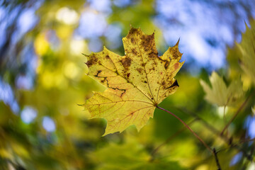 Yellow maple leaves. Shallow depth of field. Swirl bokeh.