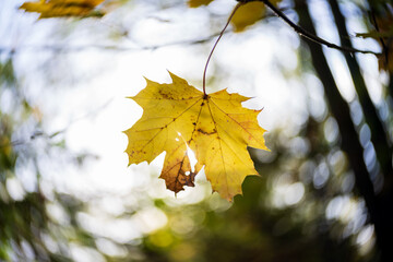 Naklejka na ściany i meble Yellow maple leaves. Shallow depth of field. Swirl bokeh.