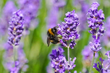 Raamstickers Bumblebee on purple lavender flower in the meadow © Marcin Rogozinski