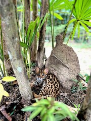 leopard in the tree
