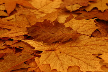 Naklejka na ściany i meble autumn leaves colorful background