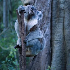 Keuken spatwand met foto koala Australia Wildlife Zoo Native animal  © Juliana