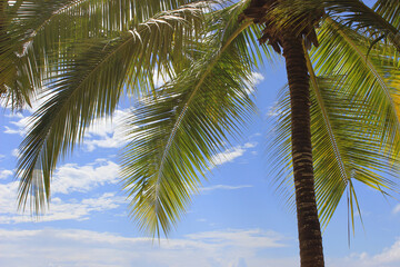 coconut tree on the sky