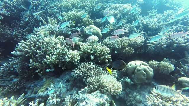 Large school of coral fish on the coral reef with hard corals and soft corals, camera pans from left to right