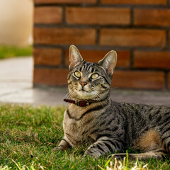 Naklejka na ściany i meble Beautiful cat laying on the garden.