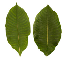 Obraz premium Croton oblongifolius leaf on transparent background.
