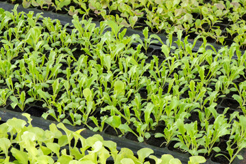 Growing organic vegetables in the garden.