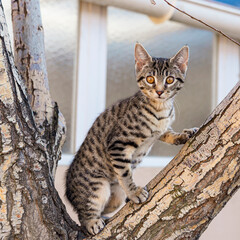 Cute cat in a tree. Cute face kitty.