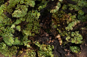 Water lettuce trees on nature background.