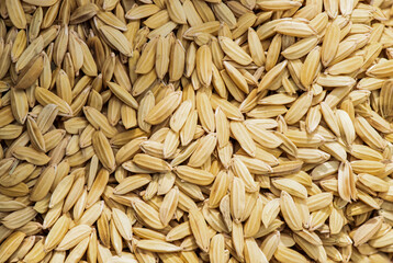 ๋Jasmine rice grains on nature background.