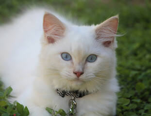 Red point ragdoll kitten cat sitting on the grass
