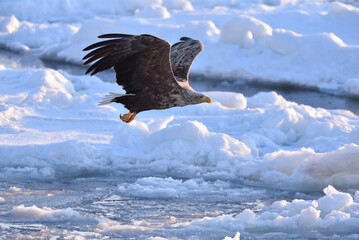 Bird watching with floating ices in winter