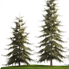  Spruce And Fir Trees For The Park on a white background