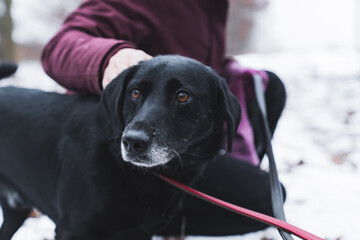 Sad brown-eyed black mixed-breed shelter dog during a walk with volunteers. Closeup portrait. Black dog being pet on its back by a volunteer in winter jacket. High quality photo